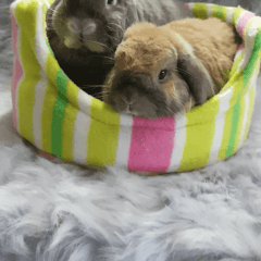 Squishy Bed